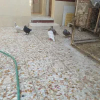 چهار کبوتر برای فروش|پرنده|برازجان, |دیوار