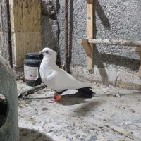 پرنده کبوتر