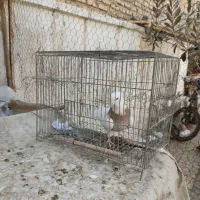 ماده طوقی زرد