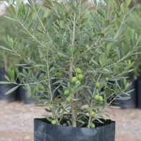 نهال زیتون با ضمانت سلامت