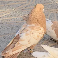 سرور سیاه آتیشی،سینه زرد،سرک زرد