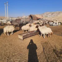 میش داشتی طلا|حیوانات مزرعه|ملکشاهی, |دیوار