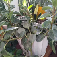 گل قاشقی بسیار زیبا وشاداب