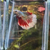 ماهی فایتر آکواریوم