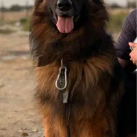 واگذاری توله ژرمن مو کوتاه|سگ|بوشهر, |دیوار