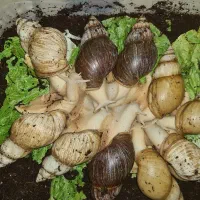 حلزون آچاتینا عسلی و قهوه ای