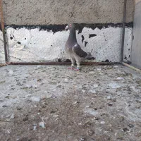 کبوتر سرکه ای