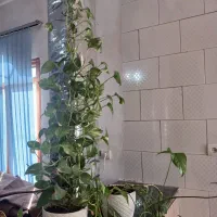 گل به علت اسباب  کشی|گل و گیاه طبیعی|جوانرود, |دیوار