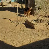 سگ ژرمن|سگ|مشهد, رده|دیوار