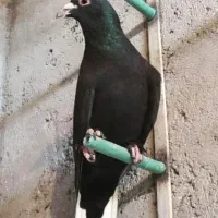 کلاغ دم سفید زاغ دم سفید شمعک دار