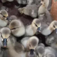 جوجه قوغاز 8 روزه