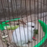 بچه خرگوش سفید