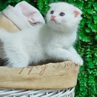 بچه اسکاتیش سیاه و دوستداشتنی