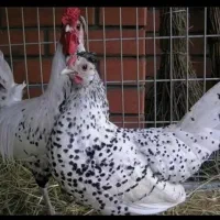 تخم مرغ نطفه دارازنژاداپنزلر ورورک وهامبورگ یاندوت