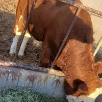 گوساله نر|حیوانات مزرعه|تبریز, |دیوار