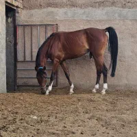 نریان عرب کورسی