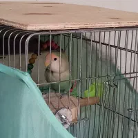 دو طوطی برزیلی|پرنده|فردیس, شهرک شهید حسینی|دیوار