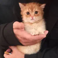 توله گربه بریتیش گلد