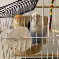 طوطی برزیلی