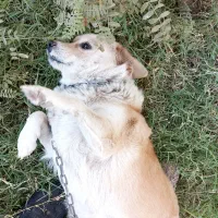 سگ پاکوتاه سالم سرحال بچه|سگ|بم, |دیوار