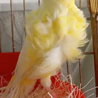 قناری خوشگل فر. بازلیخ