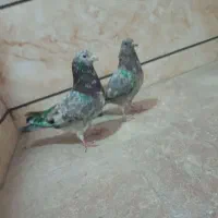 کبوتر|پرنده|اسلامشهر, شهرک واوان|دیوار