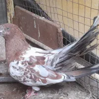 سلام کفتر خوبی نیاز به تعریف کشیده و جسه بزگه