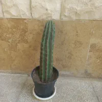 گلدان طبیعی