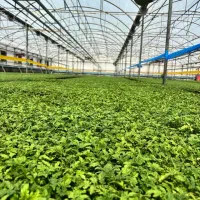 فروش ویژه نشاء گوجه فرنگی|خدمات باغبانی و درختکاری|آبدان, |دیوار