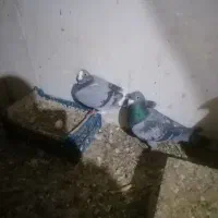 پرنده|حیوانات|چناران, |دیوار