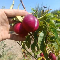 میوه|خوردنی و آشامیدنی|نظر کهریزی, |دیوار