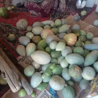 سلام 500کیلو کدو حلوایی خیلی عالی فقط یکجایی|خوردنی و آشامیدنی|قره چای, |دیوار