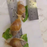 فروش حلزون تراپی (آلبینو)|خزنده|دماوند, گیلاوند|دیوار