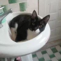 گربه تاکسیدو|گربه|سبزوار, هویزه|دیوار