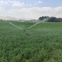 یونجه و کاه