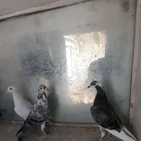 کبوتر