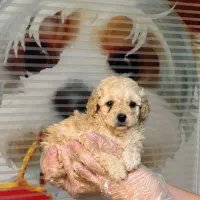 مرکز توله سگ توی پودل های اصیل و درجه یک رد و‌ ..|سگ|تهران, چیتگر شمالی|دیوار