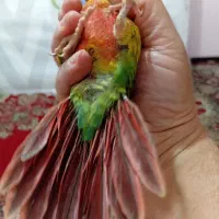 فروش جوجه گرینچیک|پرنده|کرمان, |دیوار