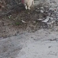 سگ پاکوتاه نر نژاد اشپیتز