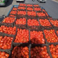 گوجه ربی نمونه