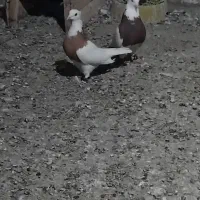 پرنده|پرنده|شوشتر, |دیوار