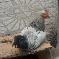 مرغ وخروس|حیوانات مزرعه|تهران, دولاب|دیوار