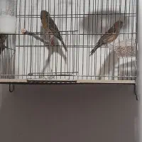 دوعددقناری ماده