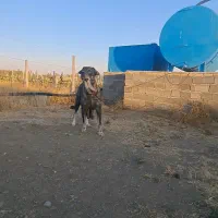 ماده ماگذاری