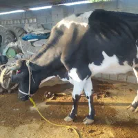 گاوهلشتان با گوساله ماده سمینتال