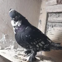 کبوتر زینتی تزیتی بلاندینیت