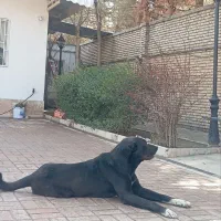 توله سرابی|سگ|شاندیز, |دیوار