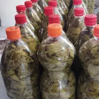برگ مو(برگ انگور)مخصوص دولمه|خوردنی و آشامیدنی|اهواز, کمپلو شمالی|دیوار