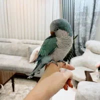 طوطی راهب|پرنده|فردیس, نسترن شرقی|دیوار