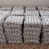 تخم مرغ نطفه دار عربی و گلین